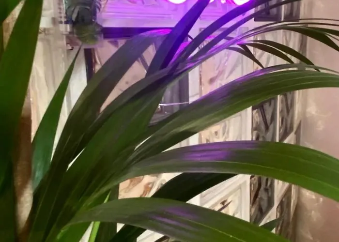 Daire Skyline Arena *